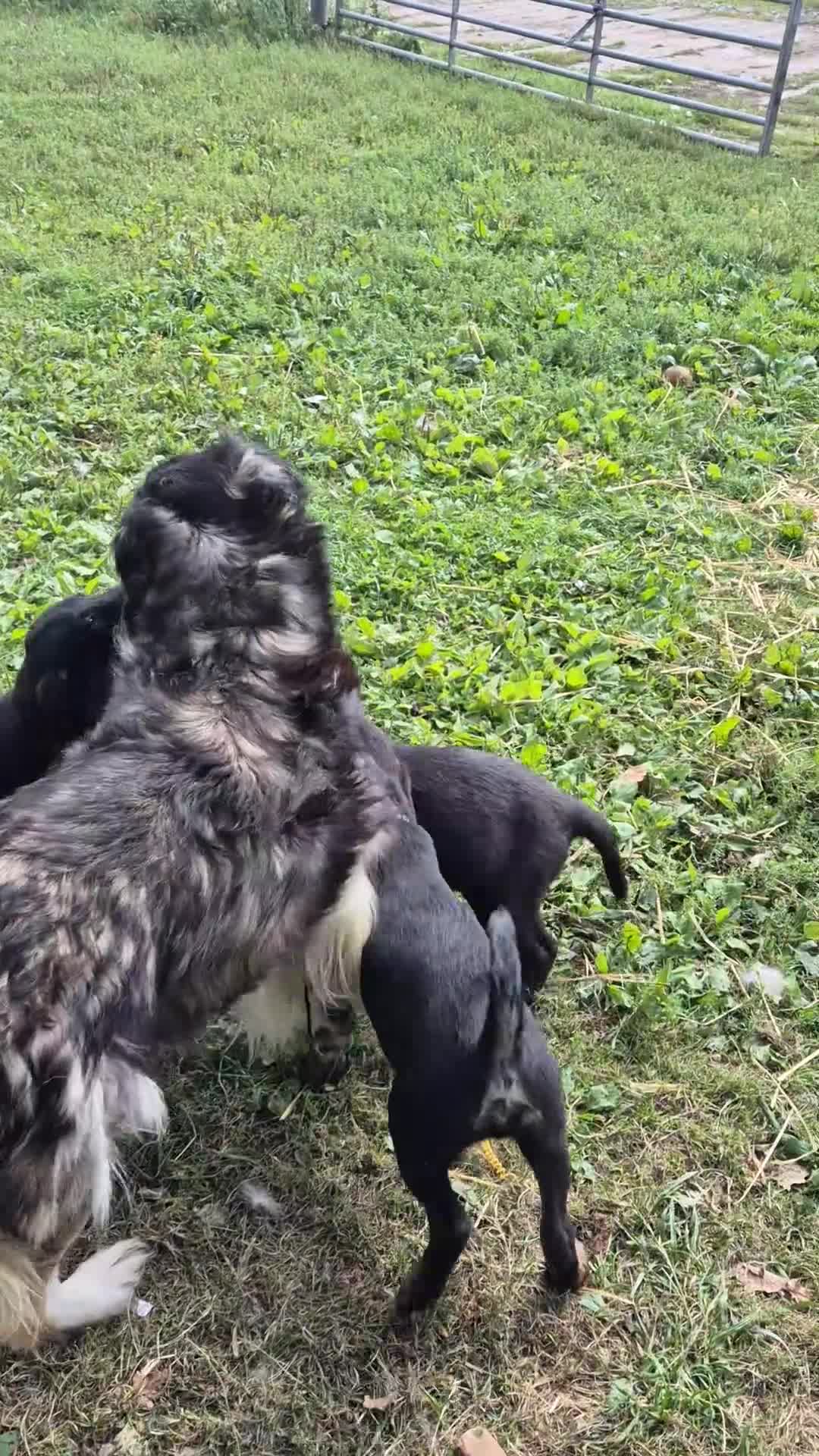 Mixed Breed dogs for sale: Mother  malnute  father  full black Labrador  - Video 5