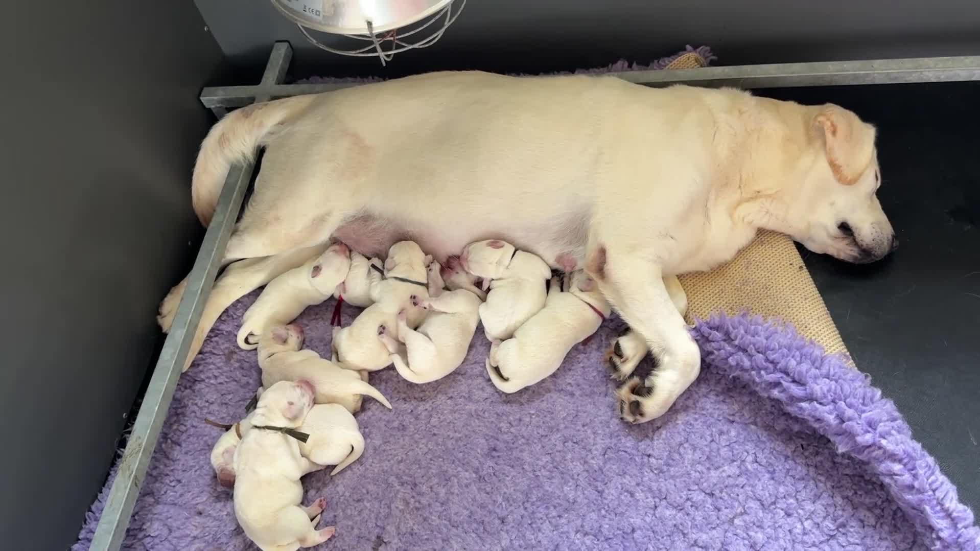 Labrador Retriever dogs for sale: White/Cream Labrador Retriever Puppies available  - Video 1