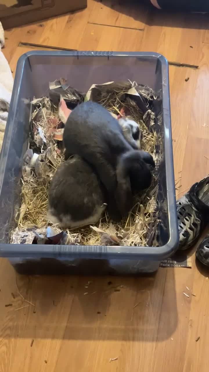 Mini Lop rabbits for sale: TWO RABBITS FOR SALE  in Enfield - Video 1