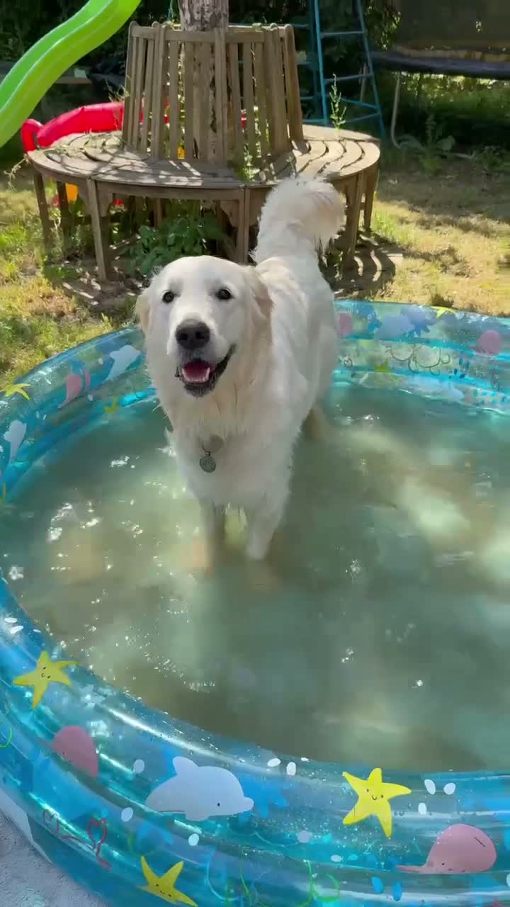 Golden Retriever dogs for sale: 🌟KC Reg cream Golden Retriever puppies due soon🌟 - Video 1