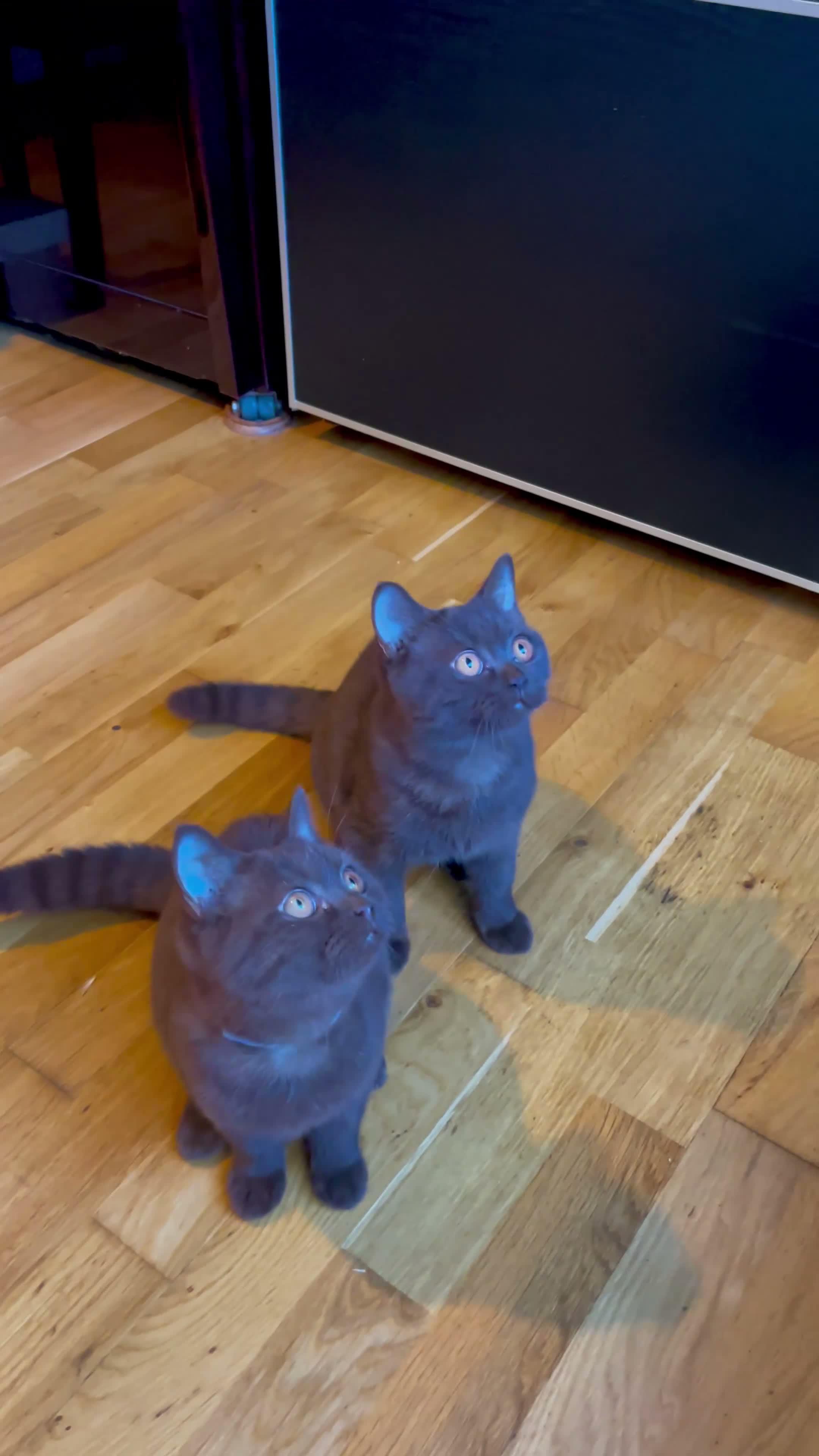 British Shorthair cats for sale: Last one chocolate  BSH boys available  - Video 1