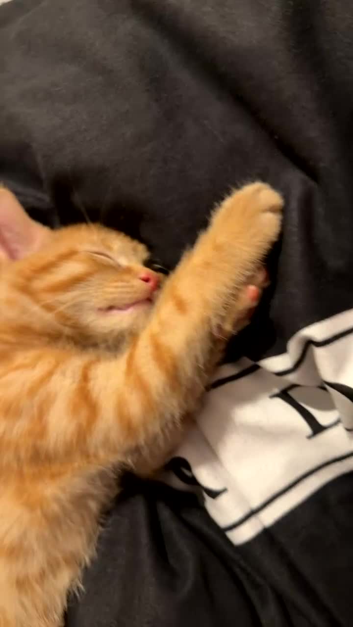 Mixed Breed cats for sale: Adorable male ginger kitten  - Video 1