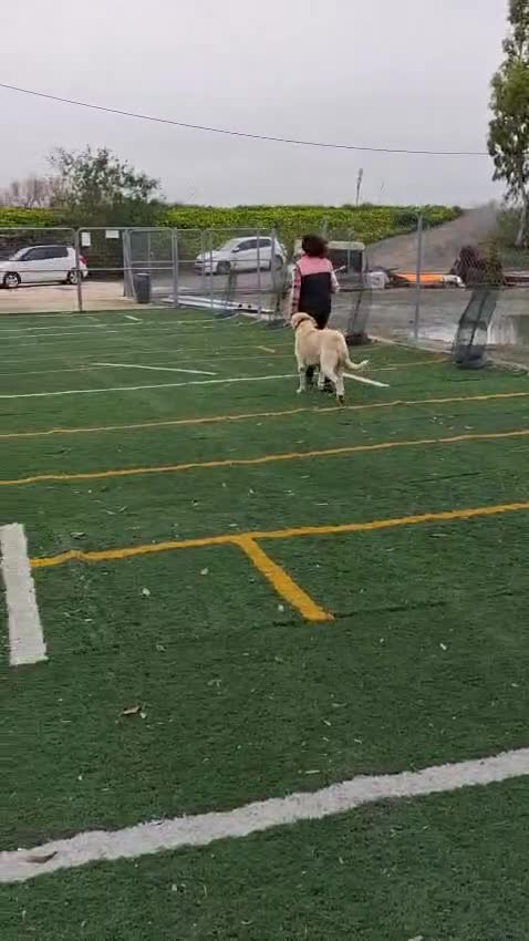 Mixed Breed dogs for adoption: Coco – A Sweet 2-Year-Old Mastín desperate  in Hengoed - Video 1