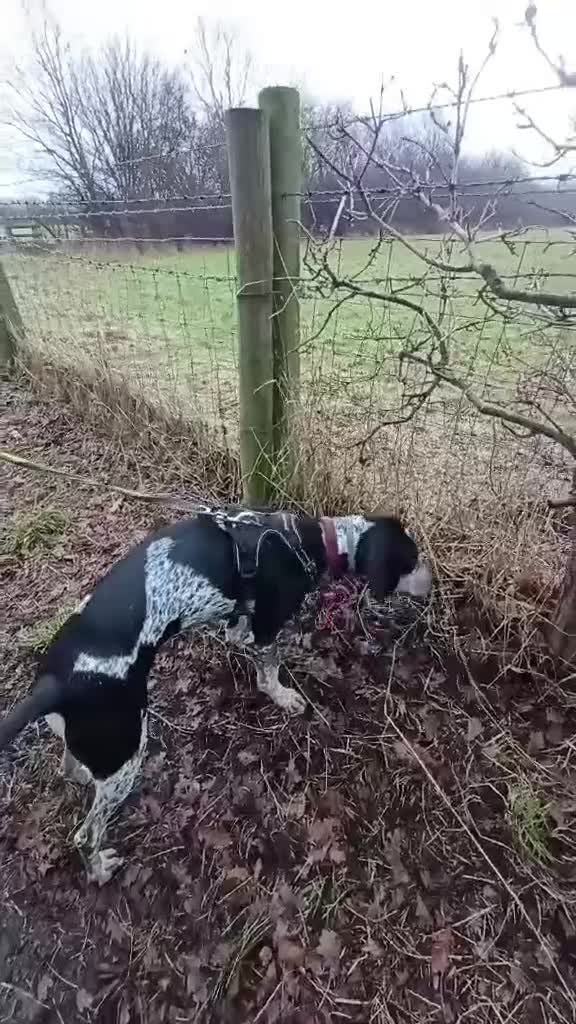 Mixed Breed dogs for adoption: Rocky Bluetick Coonhound  - Video 3