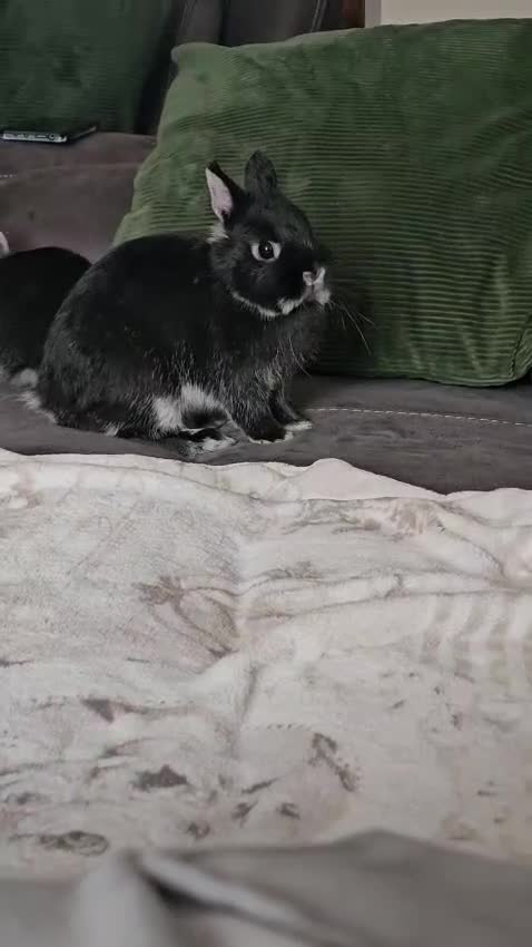 Netherland Dwarf rabbits for sale: Purebred Netherland Dwarf Doe - Video 4