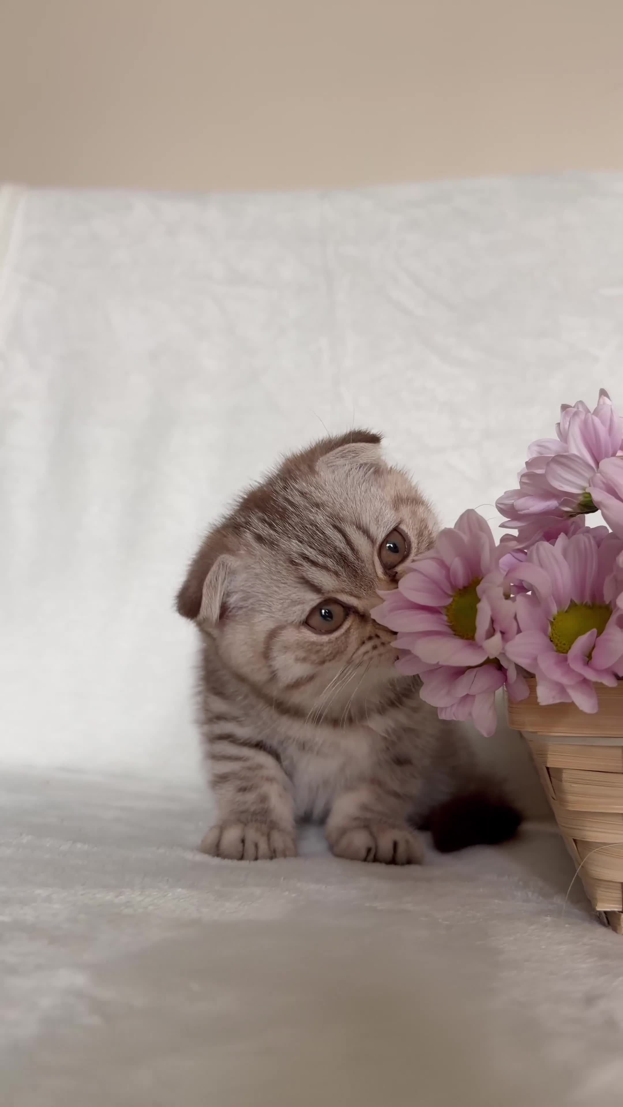 Mixed Breed cats for sale: 🐱 Adorable Kittens🐱 - Video 2