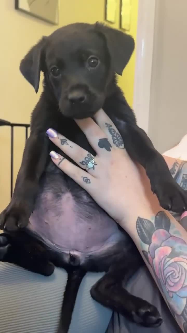 Mixed Breed dogs for sale: Reduced! Last little lady  - Video 1