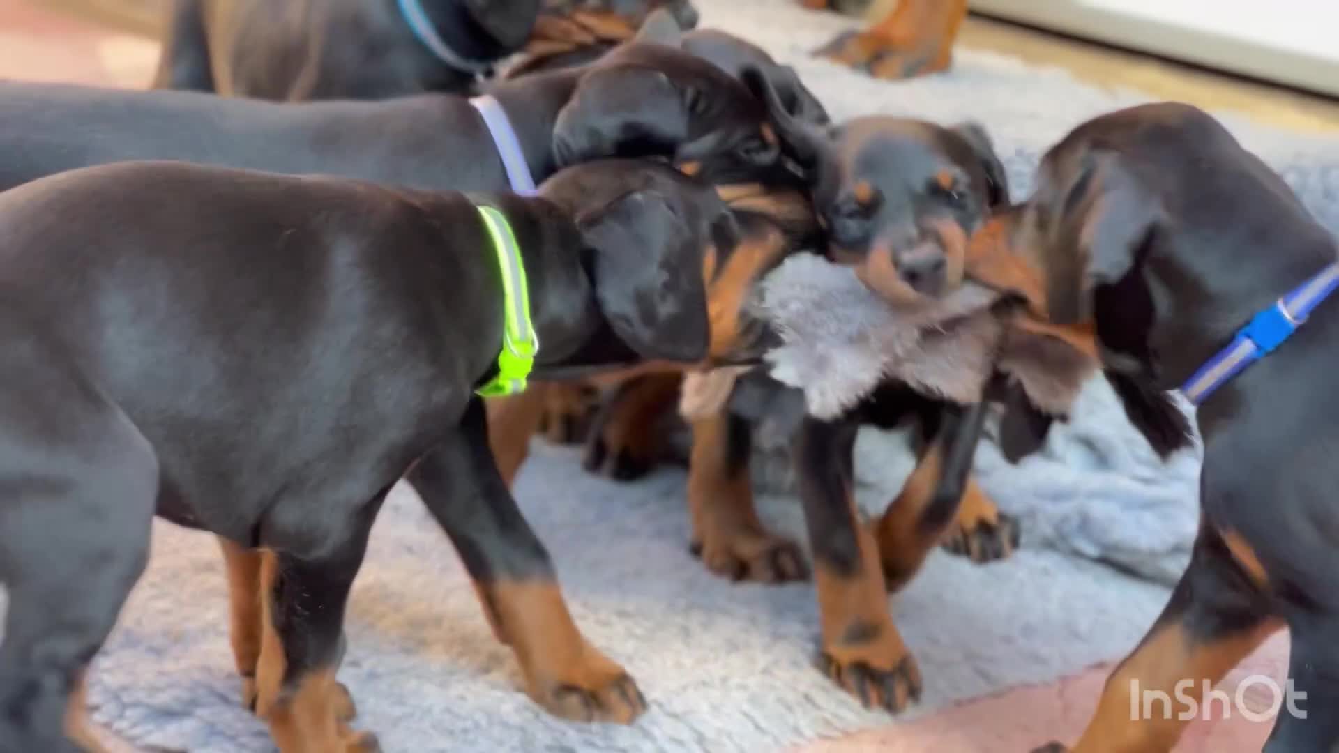 Dobermann dogs for sale: Exceptional Confident European Doberman puppies - Video 1