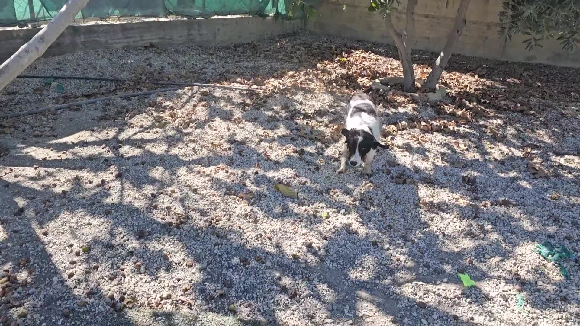 English Springer Spaniel dogs for adoption: Lazar - Very special spaniel seeks special home - Video 1