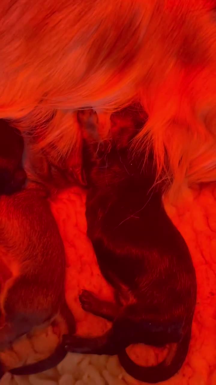 Miniature Dachshund dogs for sale: Exceptional Show Quality KC Miniature Dachshunds! - Video 1