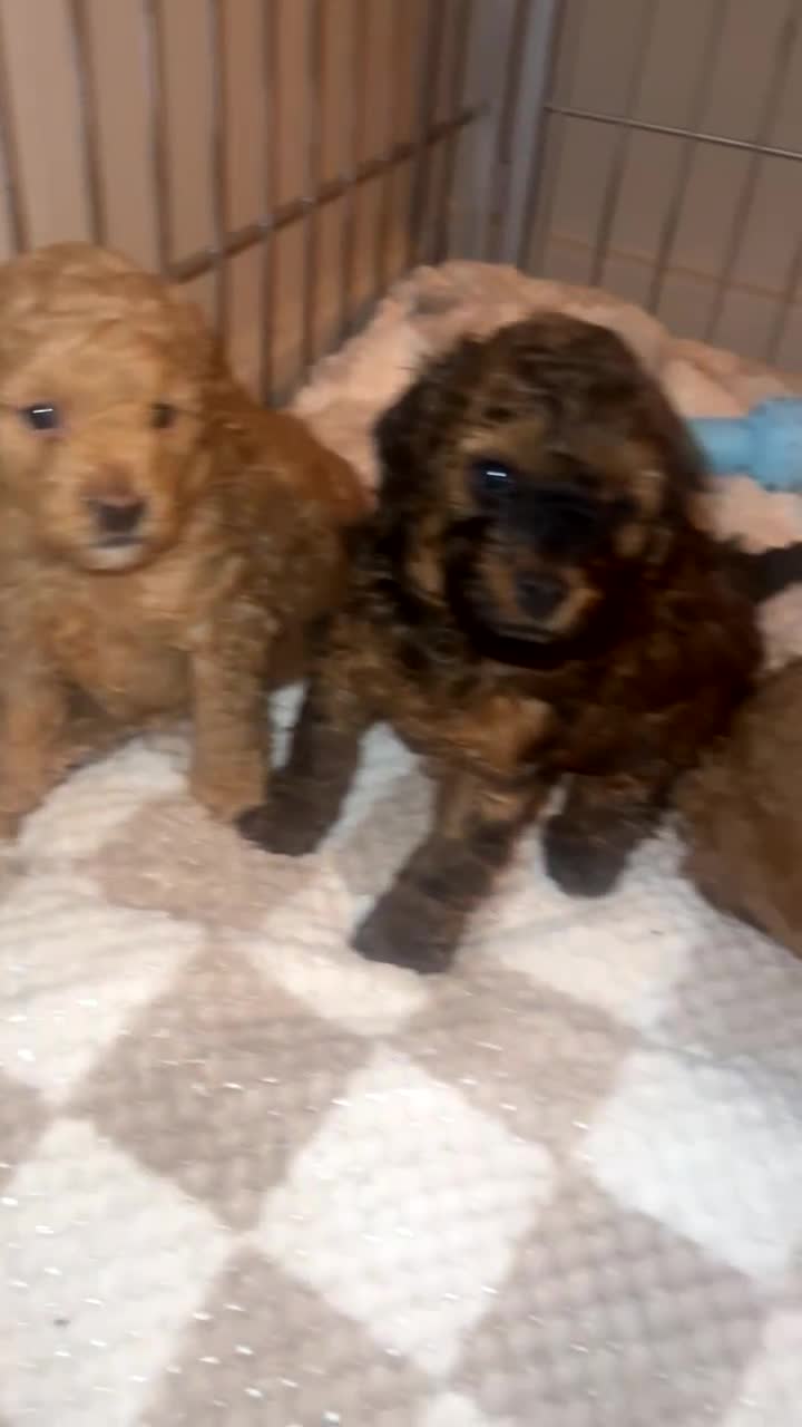Poochon dogs for sale: X3 beautiful poochon males  - Video 2