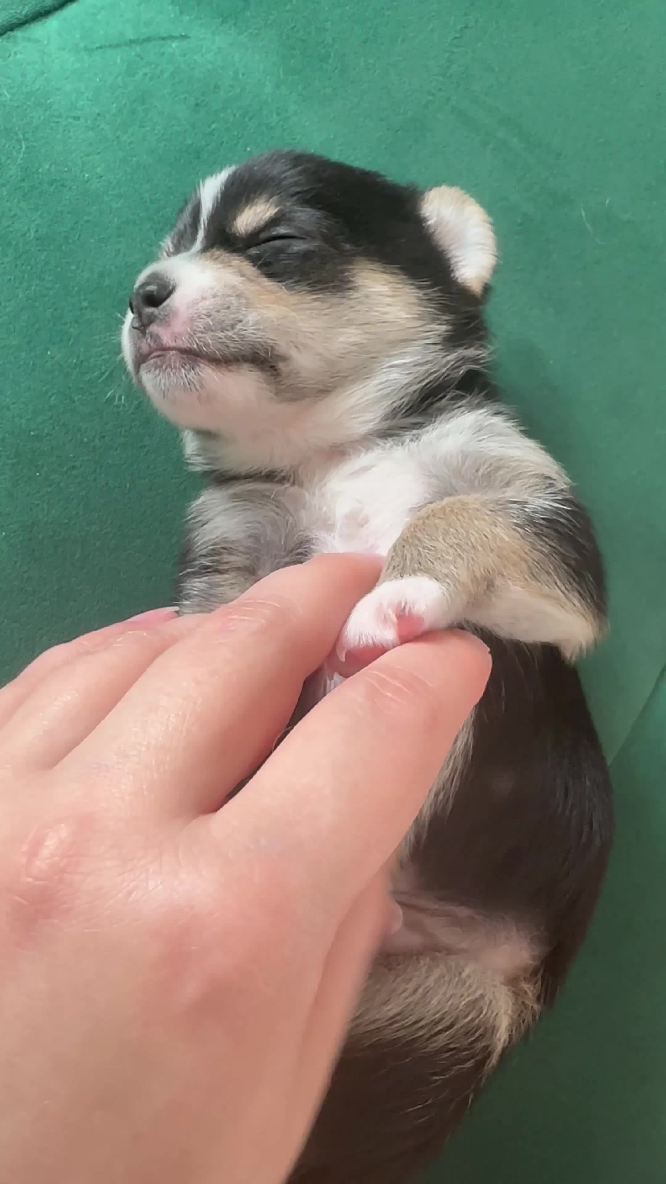 Chihuahua dogs for sale: Reduced 1boy 🐾 Beautiful Chihuahua Boys Available - Video 3