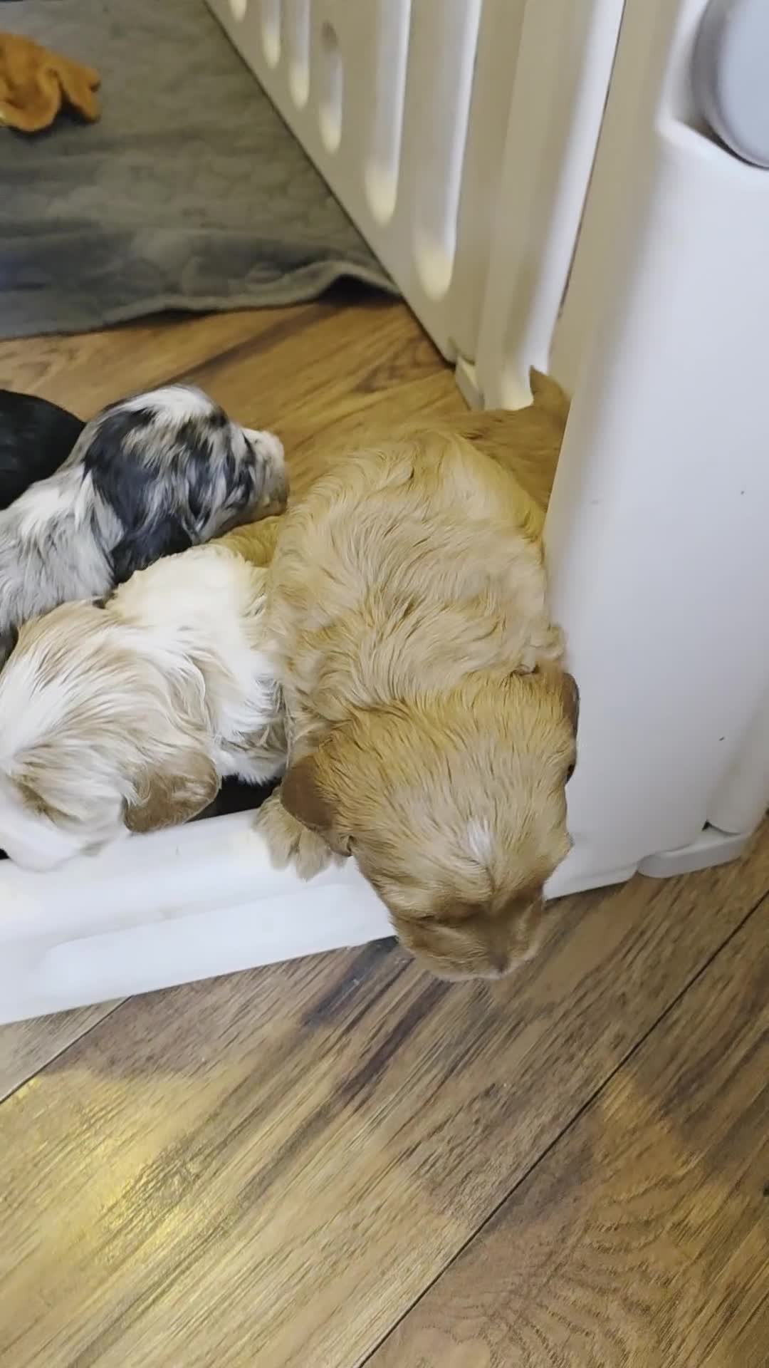 Australian Labradoodle dogs for sale: AUSTRALIAN LABRADOODLE 2 Boy 2 Girls - Video 1