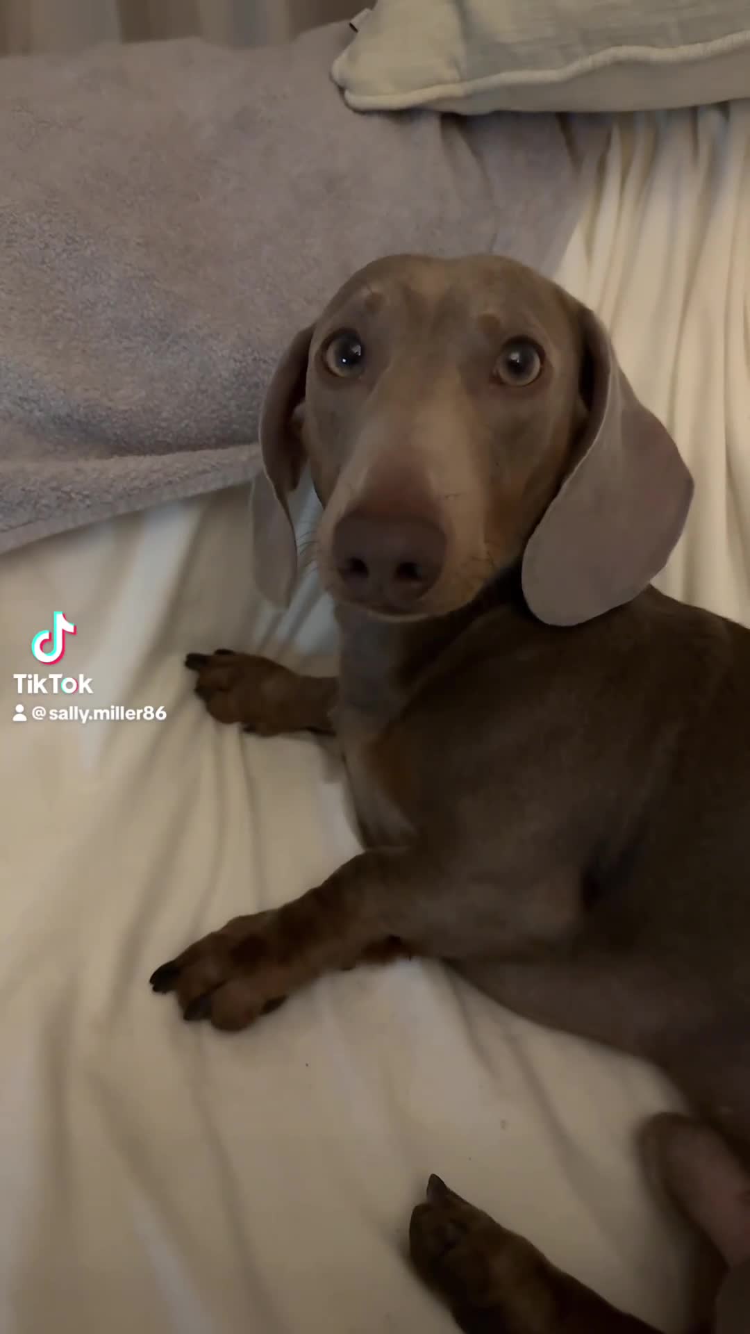 Dachshund dogs for stud: Dash hound - Video 1