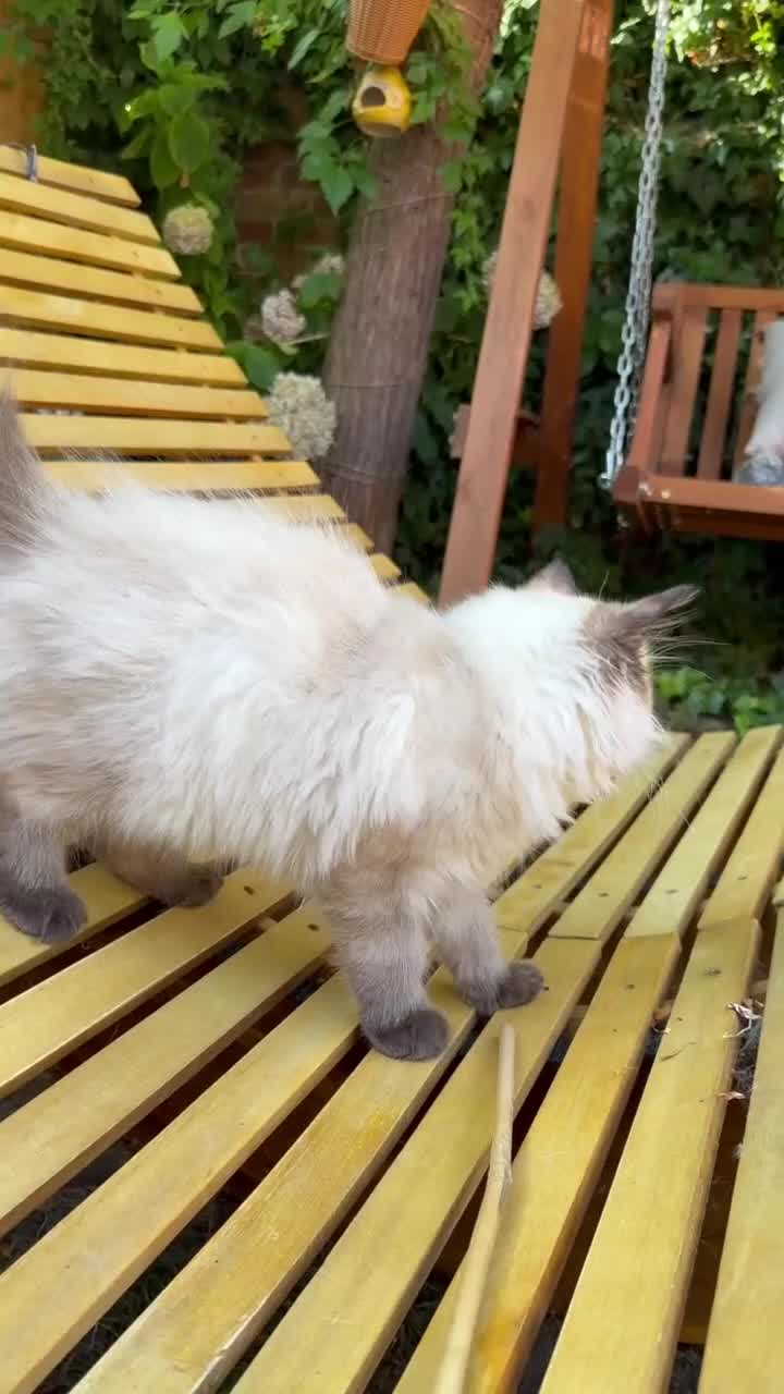 Ragdoll cats for sale:     Family Raised Ragdoll Kittens🐈‍⬛💕 - Video 1