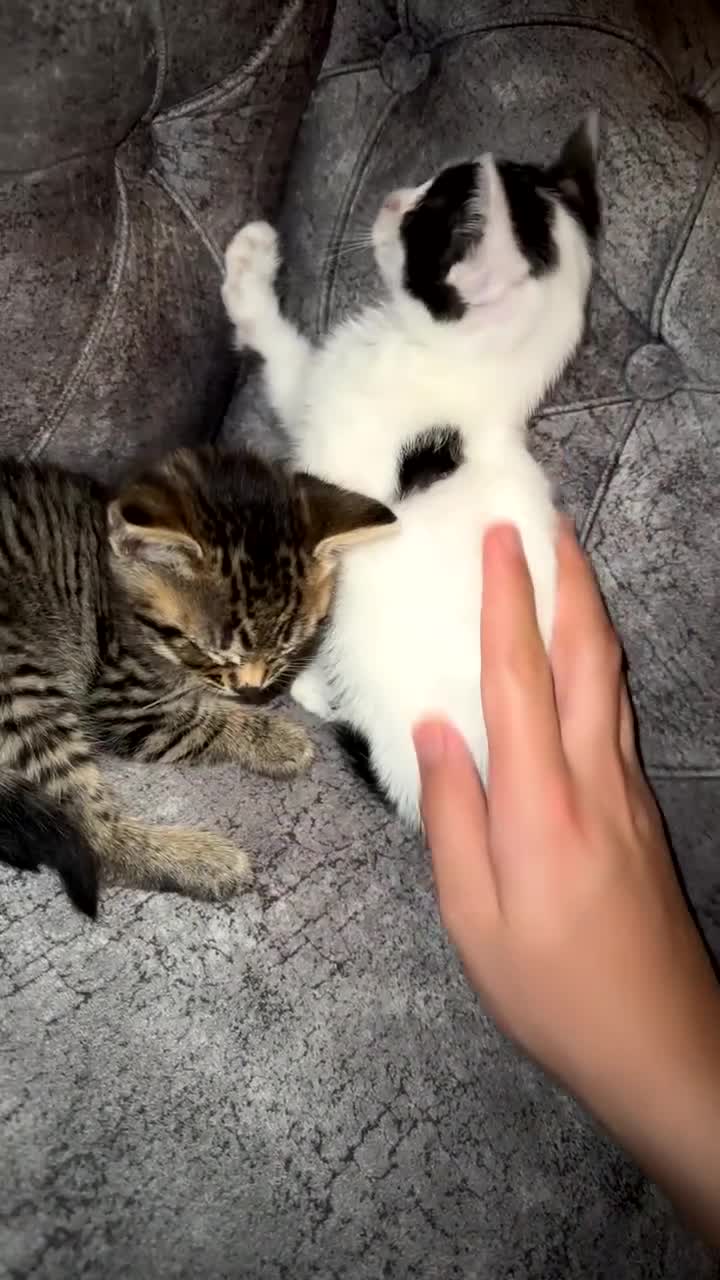 Domestic Shorthair cats for sale: Adorable Tabby/domestic shorthairs  - Video 2