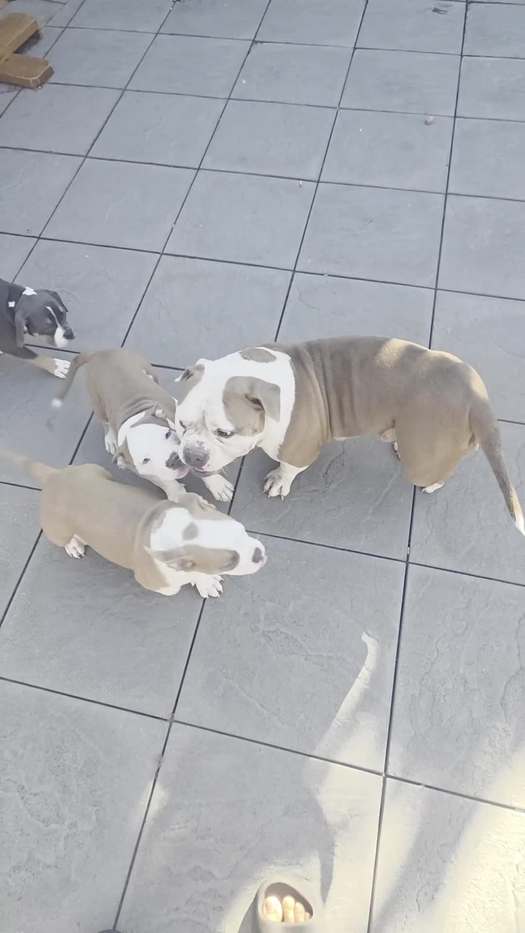 American Bully dogs for sale: American Pocket Bully - Video 2