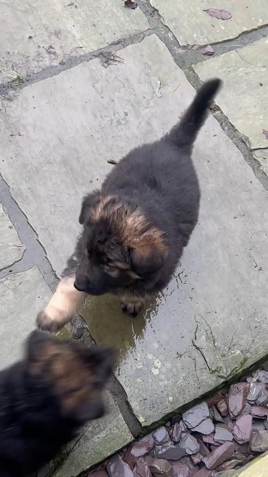 German Shepherd dogs for sale: 1 girl left - Adorable German Shepherd puppies - Video 1