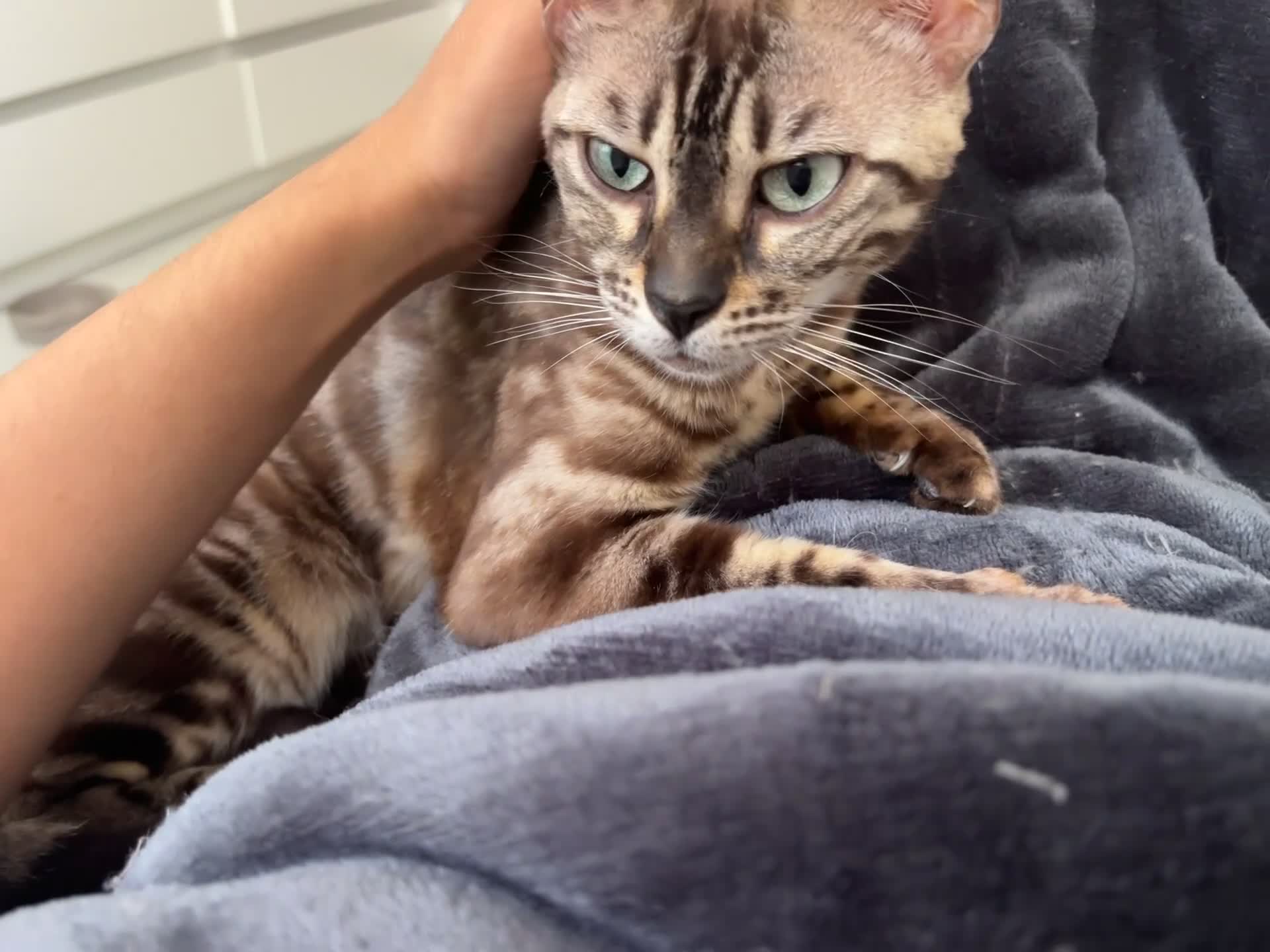 Bengal cats for sale: 🏆Gorgeous Brown Pedigree bengal girl🏆  - Video 1