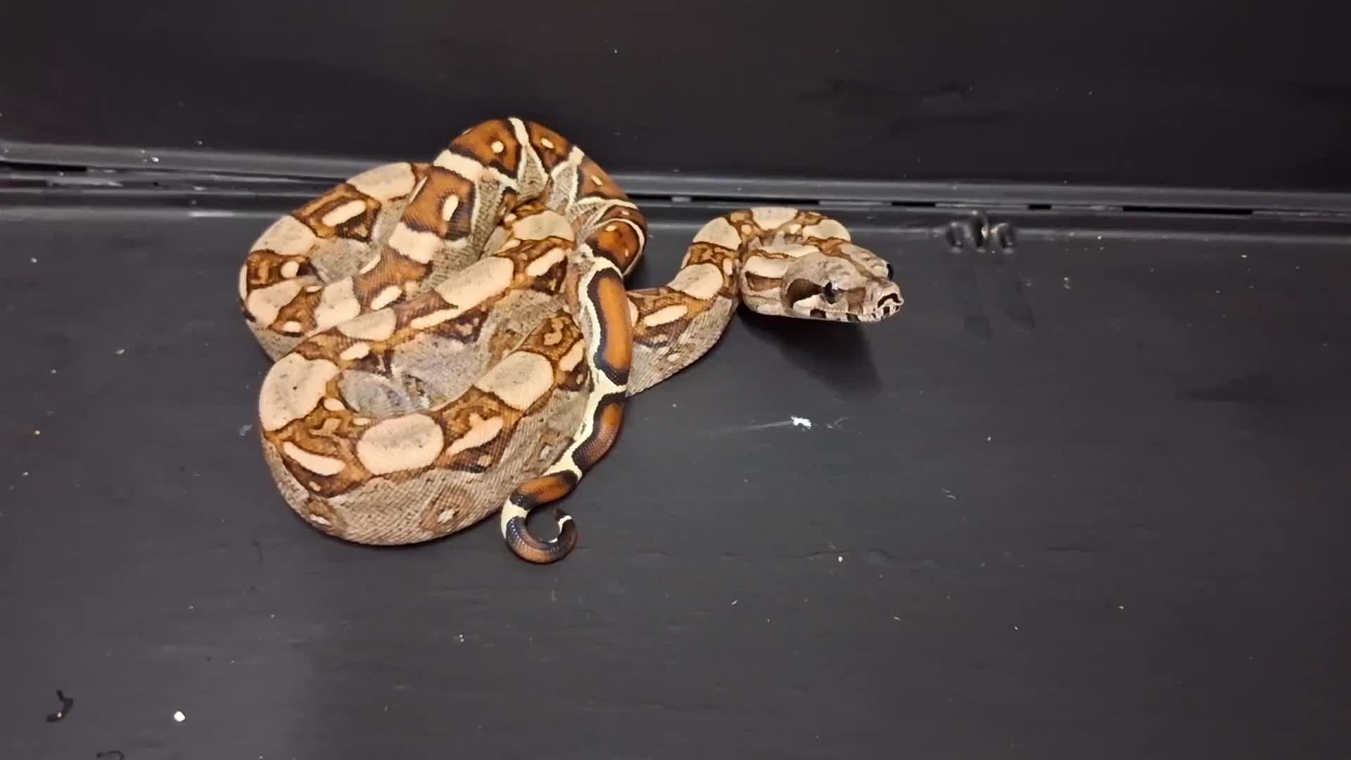 Boa Snake reptiles for sale: Boa constrictors Het IMG-BEA-Anery - Video 2