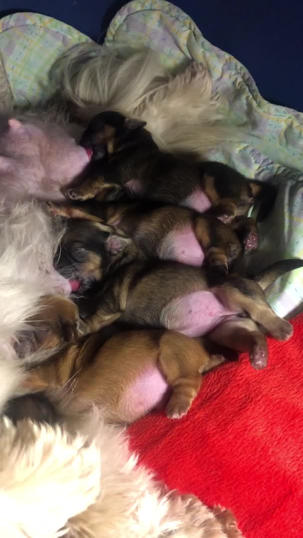 Shih Tzu dogs for stud: Shih tzu stud  in Glasgow - Video 1