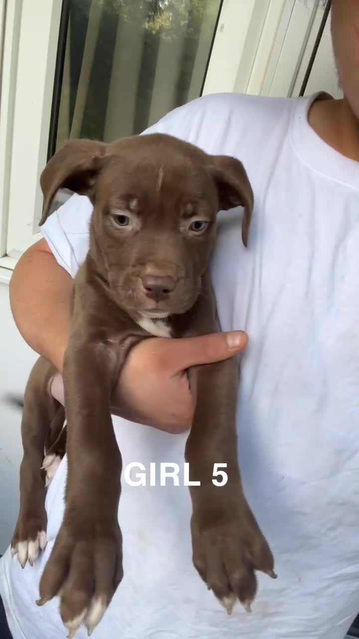 American Bulldog dogs for sale: American bulldog mastiff bloodline puppies  - Video 5