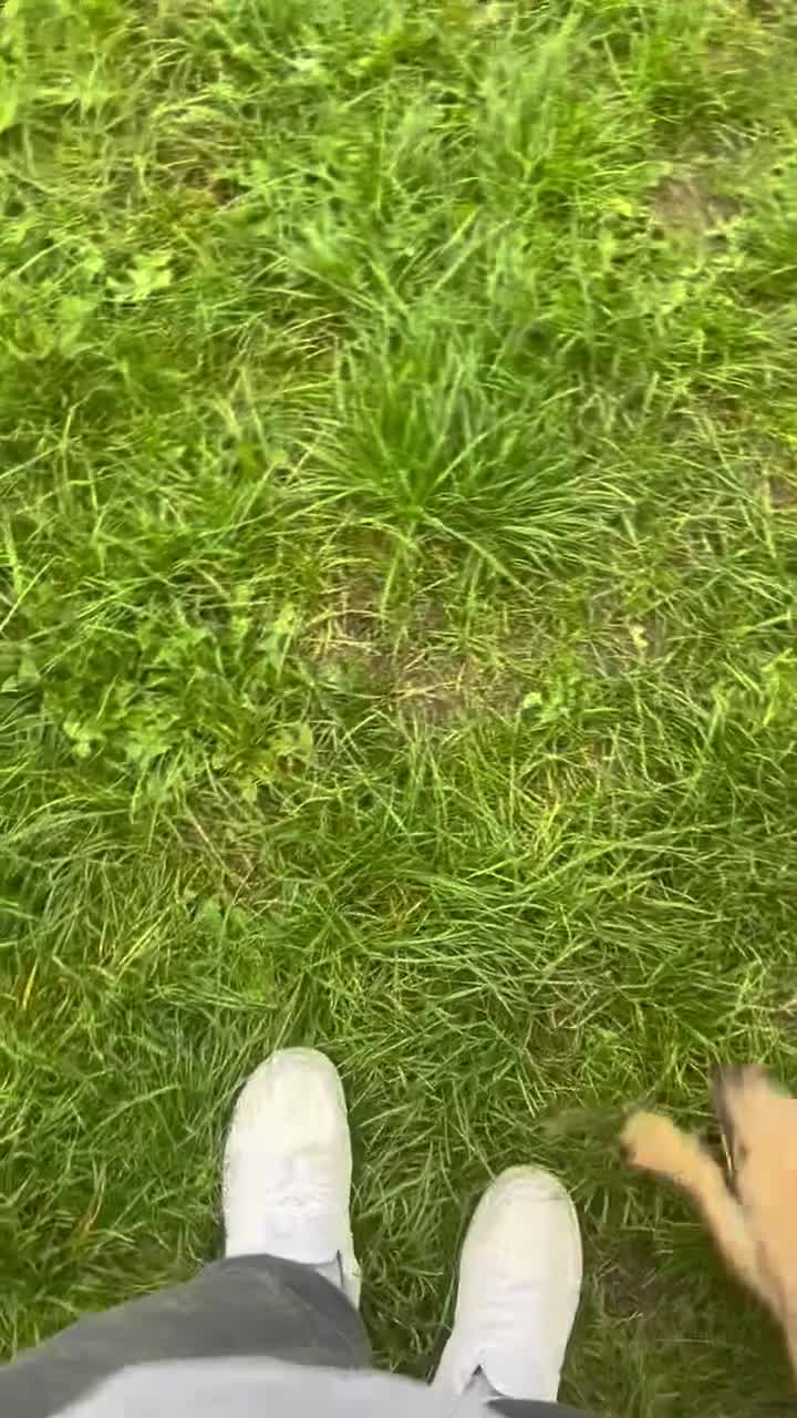 Chihuahua dogs for sale: Chihuahua x for sale 9 months old  - Video 1