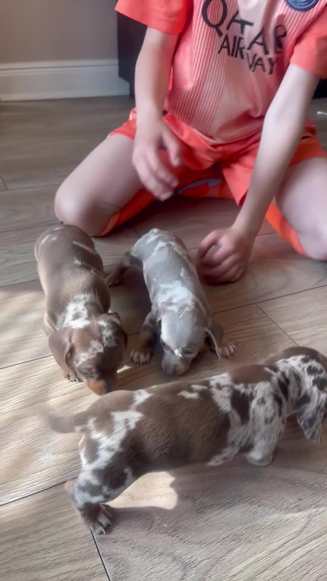 Dachshund dogs for sale: Dapple Miniature Dachshund Puppies - Video 1