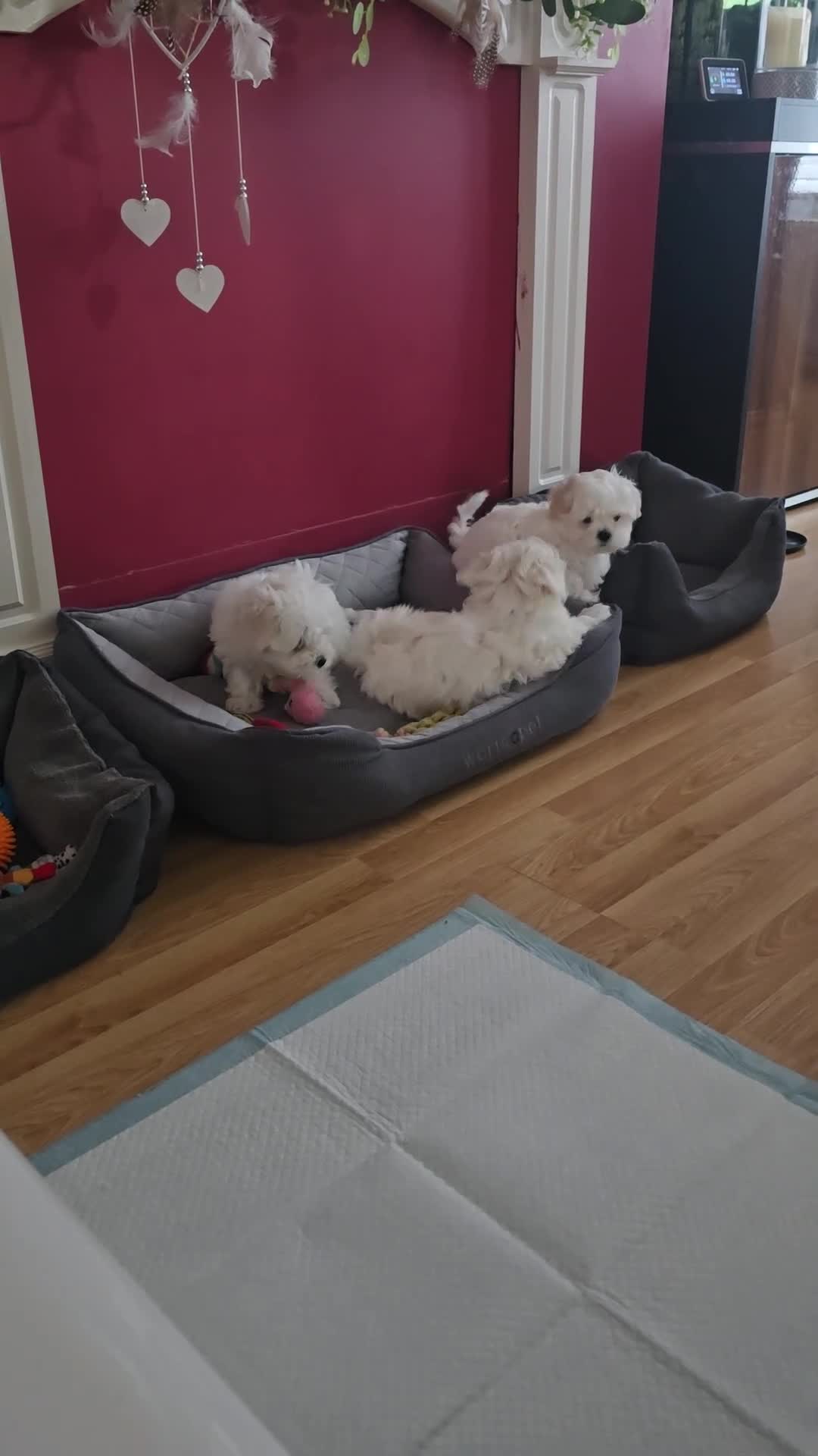 Maltese dogs for sale: Adorable Maltese Puppies for Sale - Video 1