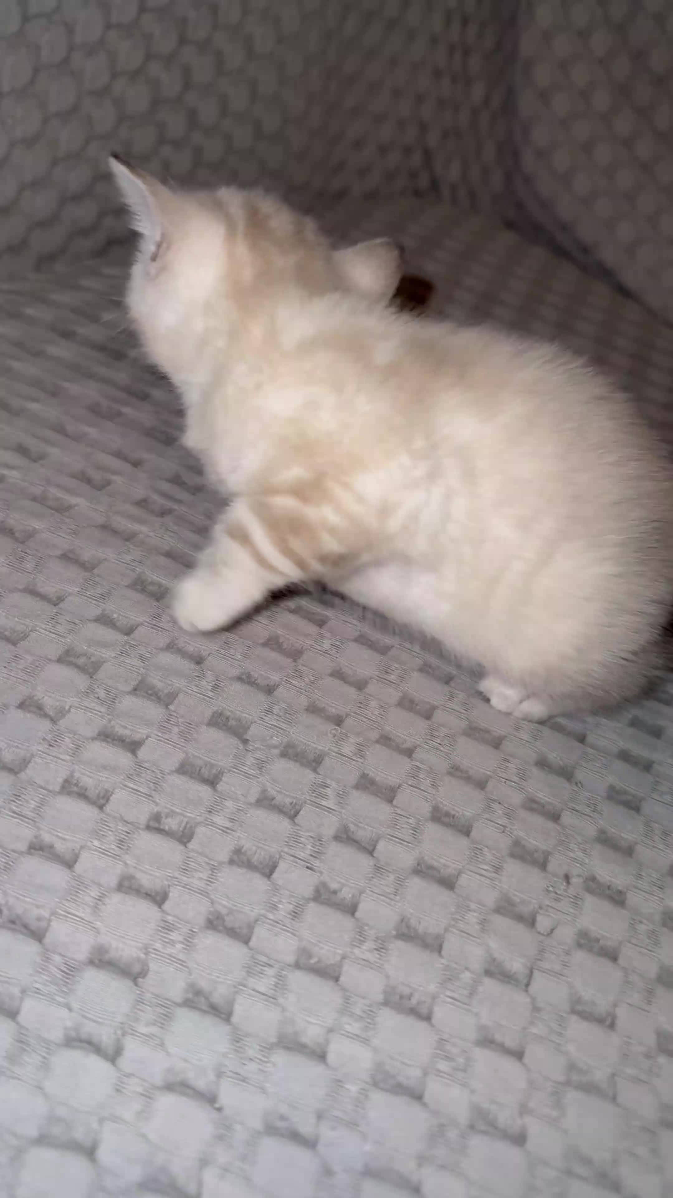 Bengal cats for sale: Bengal Snow Marble, Rosette Brown & Dark Marble  - Video 1