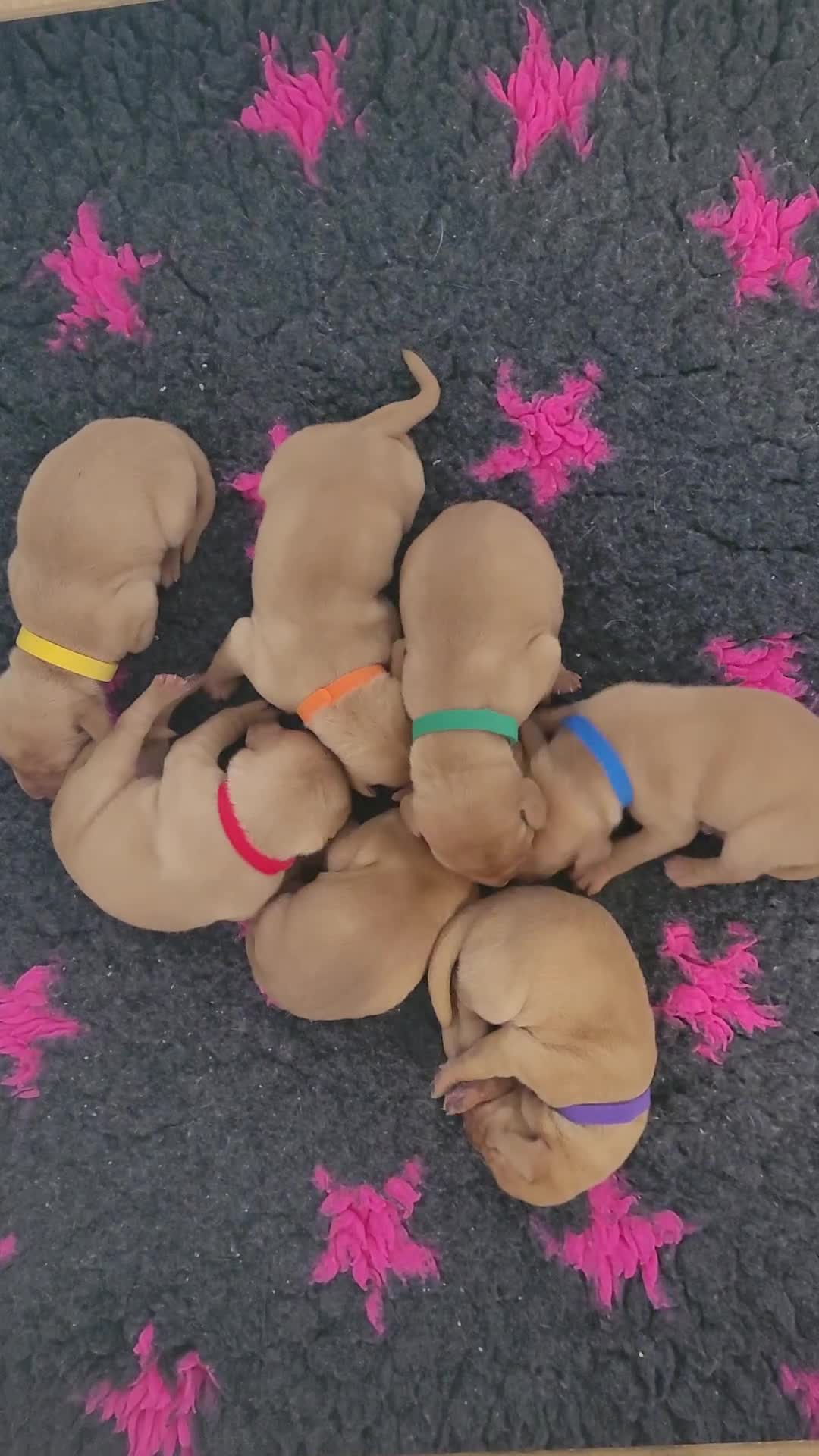 Hungarian Vizsla dogs for sale: Exceptional Hungarian Vizsla Puppies for Sale - Video 2
