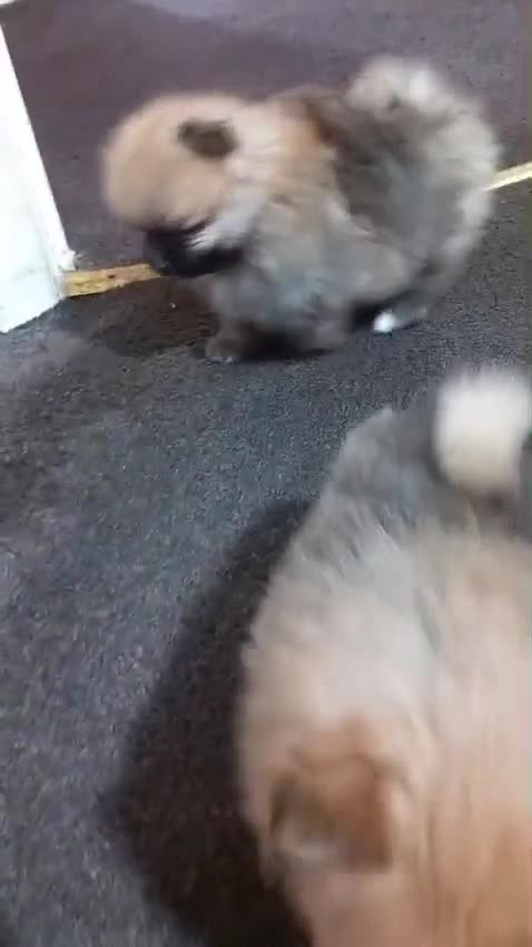 Pomeranian dogs for sale: Pomeranian puppy  - Video 2