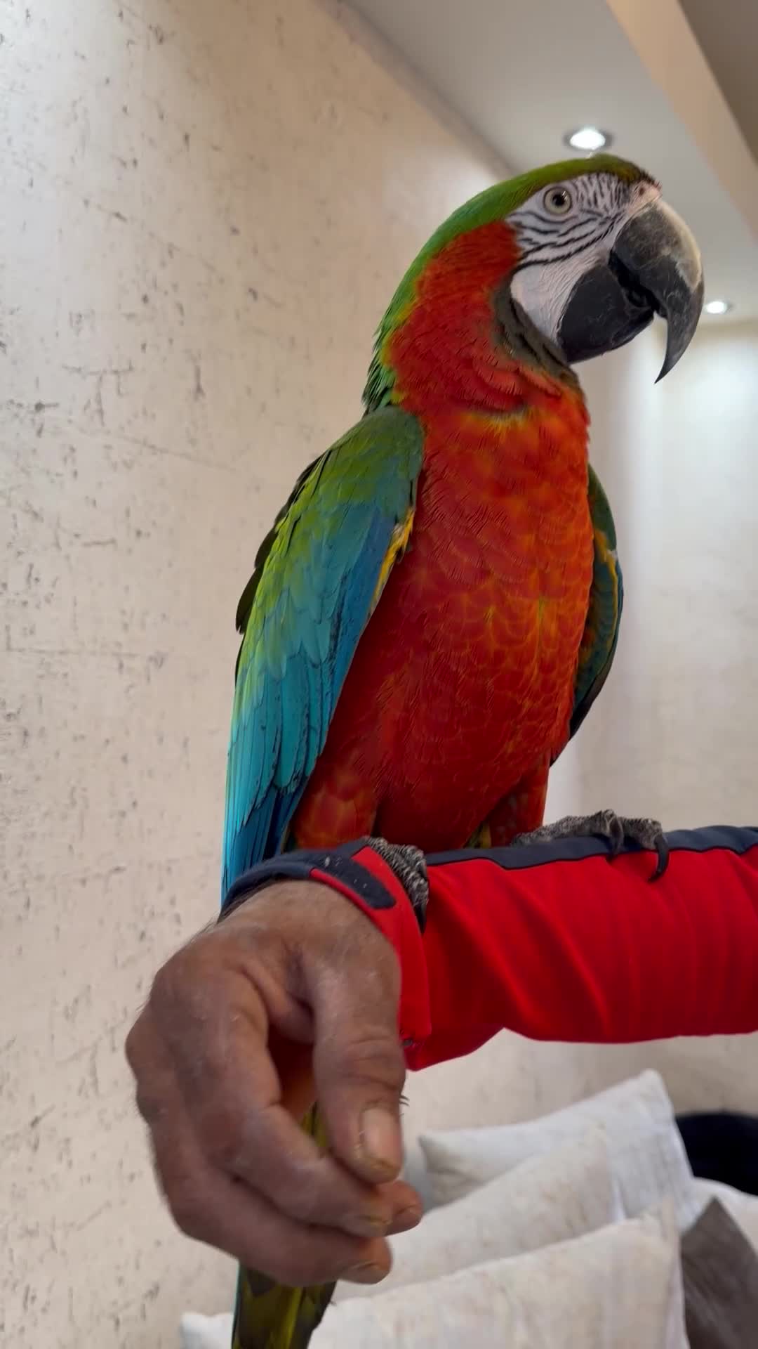 Macaws birds for sale: 5 year old tame harlequin macaw  in Blackburn - Video 1