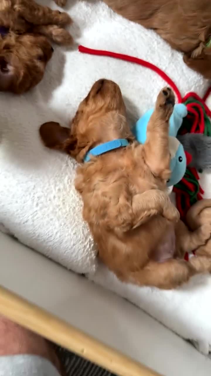 Cavapoo dogs for sale: 6 Beautiful Toy Cavapoo Girls  - Video 1