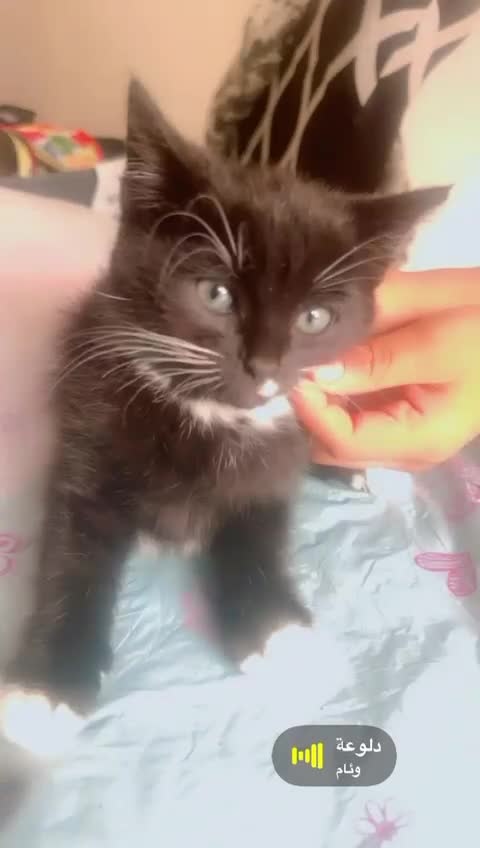British Shorthair cats for sale: Cats for sale - Video 2