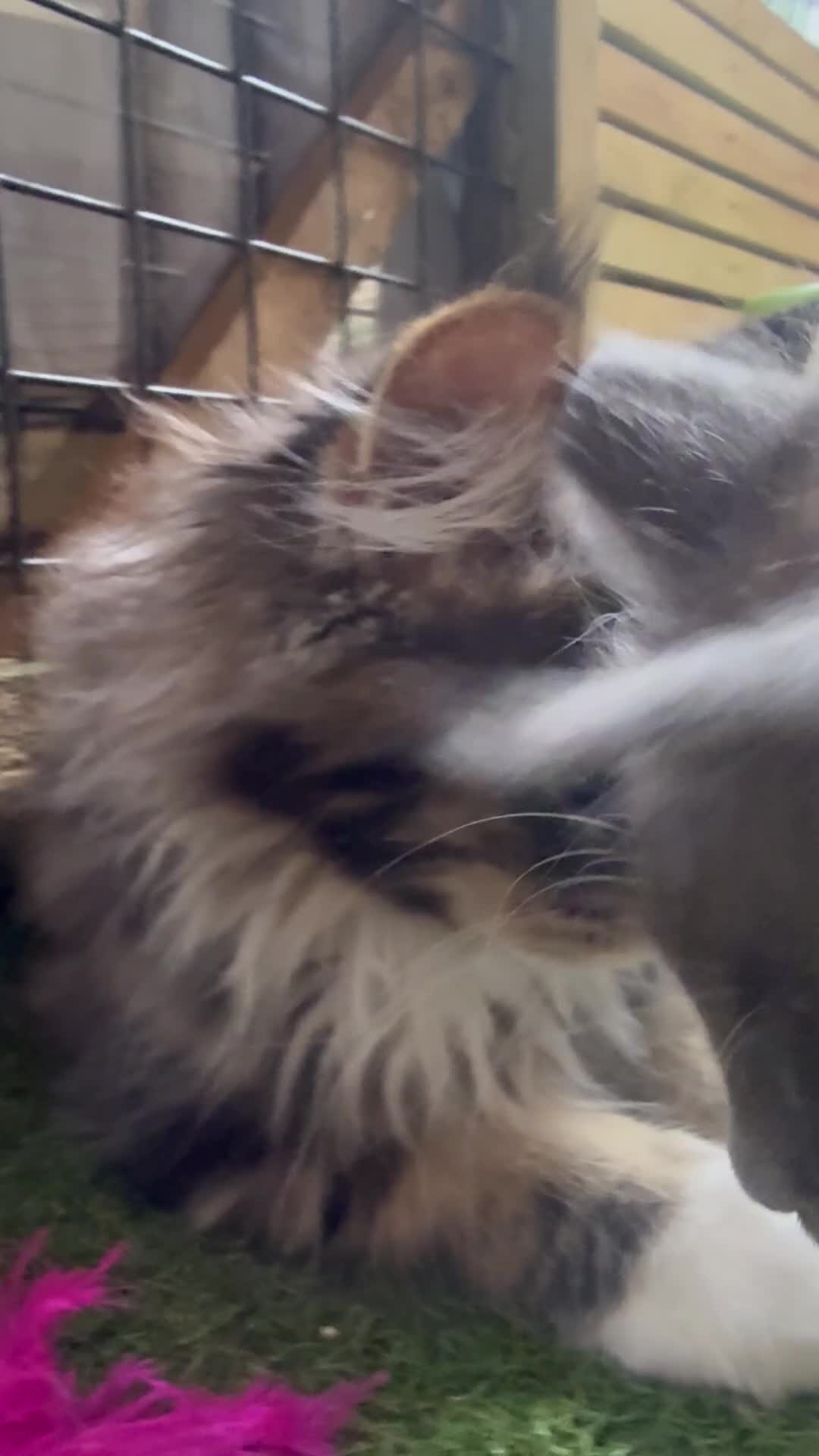 Maine Coon cats for sale: Maine Coon Boy  Ready to Leave 12th July - Video 1