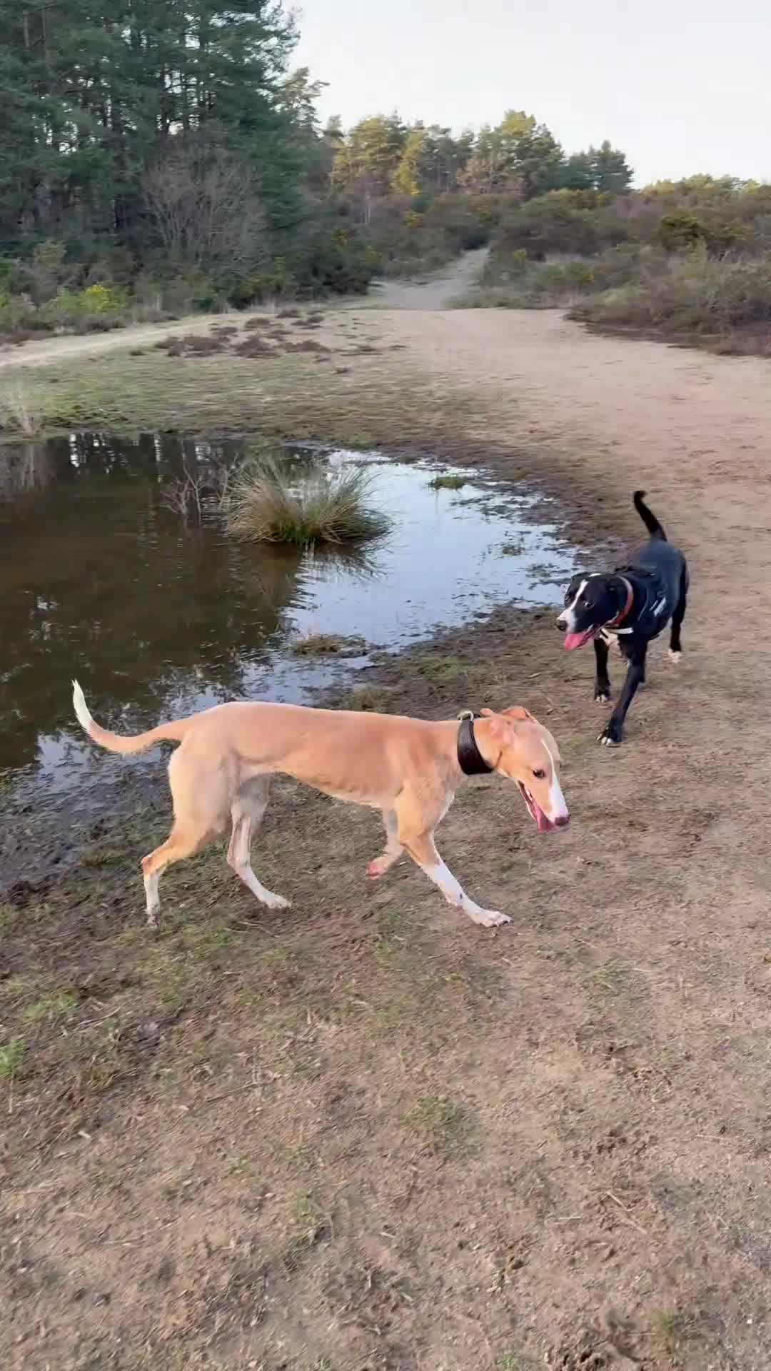 Mixed Breed dogs for sale: Greyhound cross whippet for adoption  - Video 1