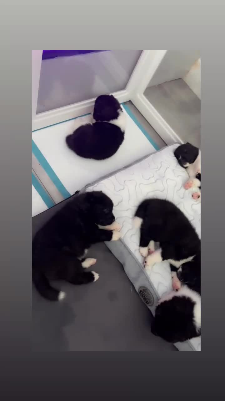 Akita dogs for sale: Stunning Akita pups in Hull - Video 1