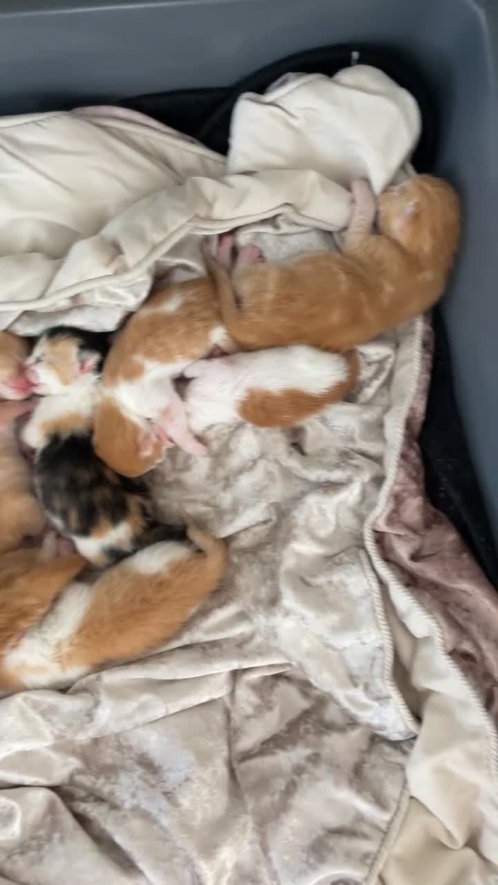 Mixed Breed cats for sale: Beautiful litter kittens (NOT READY YET )  - Video 1