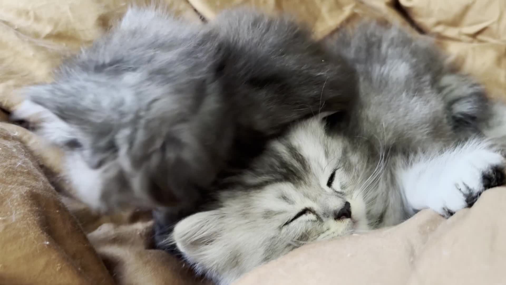 Persian cats for sale: Cute Persian Kittens 2 Left For Sale - Video 1