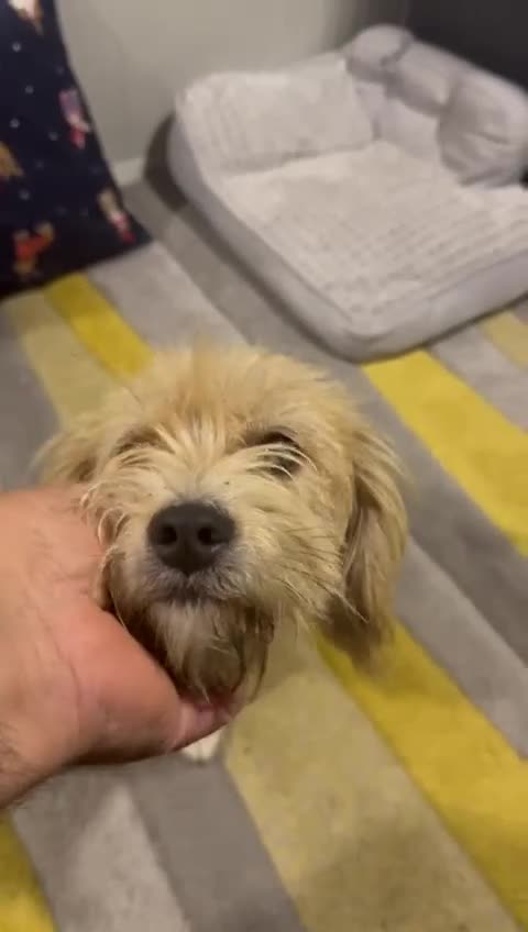 Yorkshire Terrier dogs for adoption: Sweet Daisy looking for LOVE  - Video 1