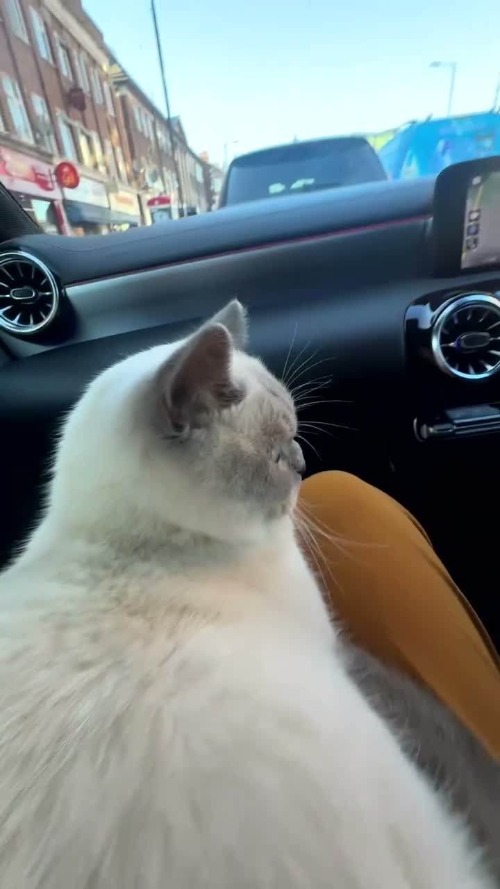 British Shorthair cats for sale: 💔 looking for a loving forever home for Aslan 🐾 in London - Video 1
