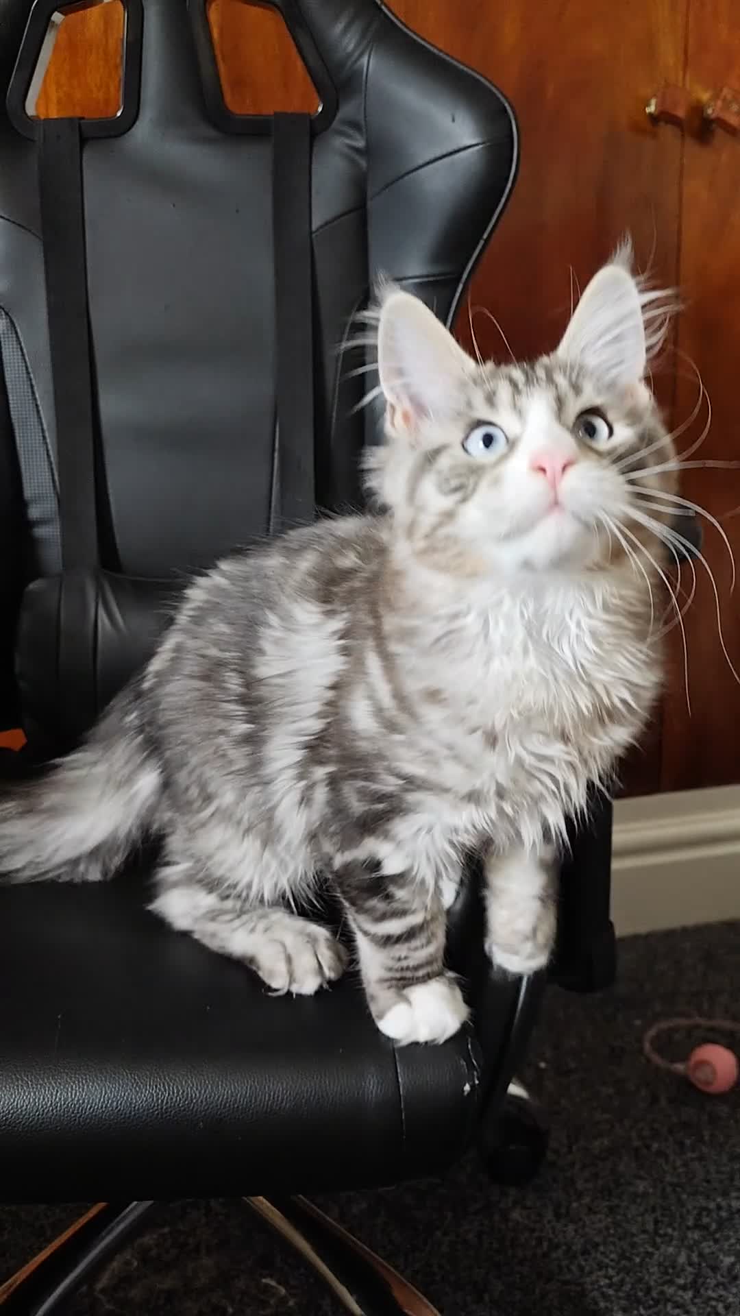 Maine Coon cats for sale: Maine coon Blue eyes + Long Hair - Video 1