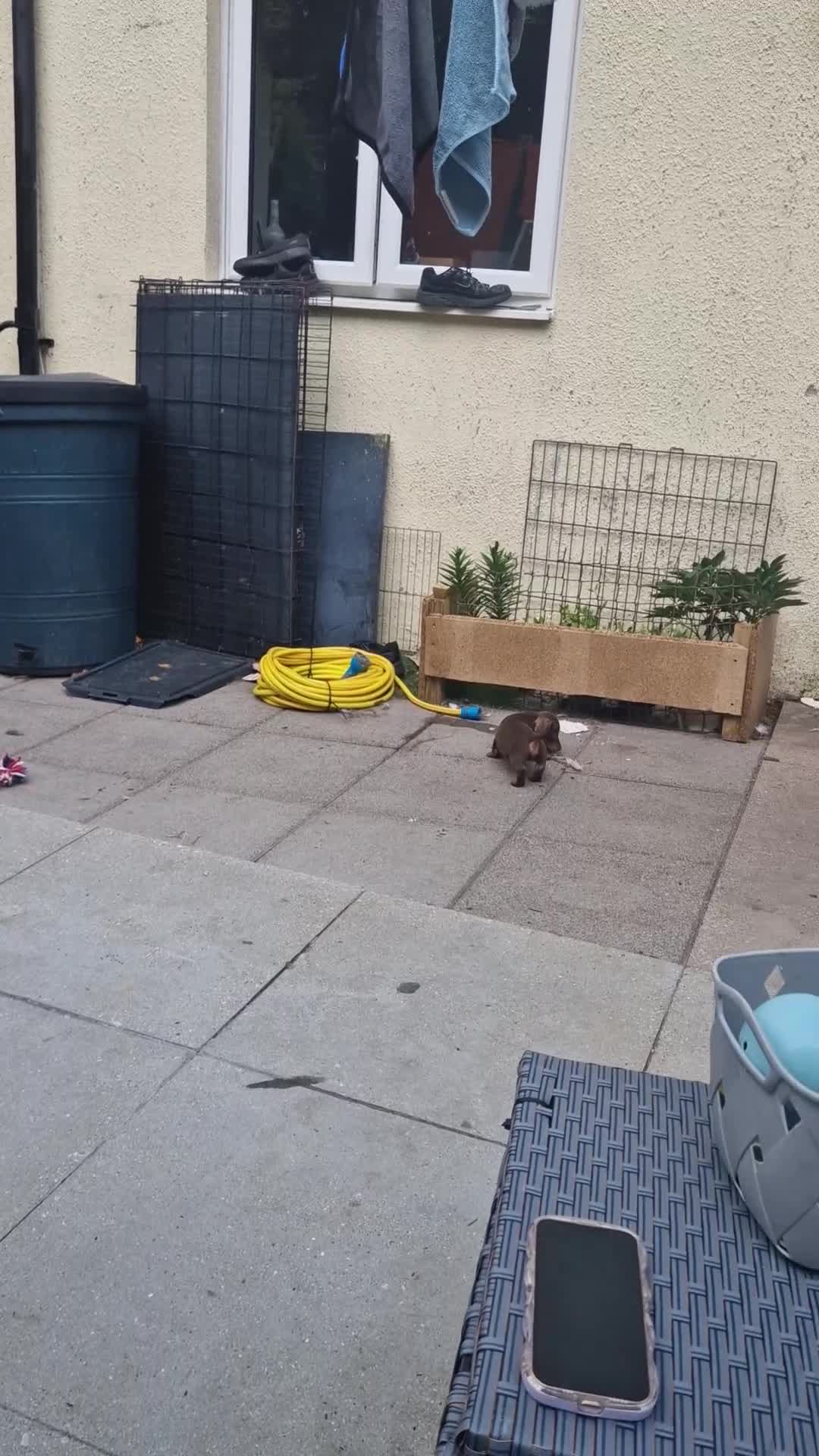 Miniature Dachshund dogs for sale: Chocolate & Black/Tan Mini Daxies - Video 2