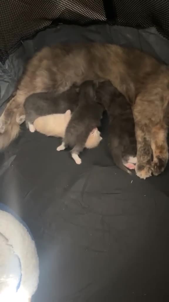 Mixed Breed cats for sale: 3 x fluffy grey and 1 champagne/cream kitten in Yelverton - Video 3