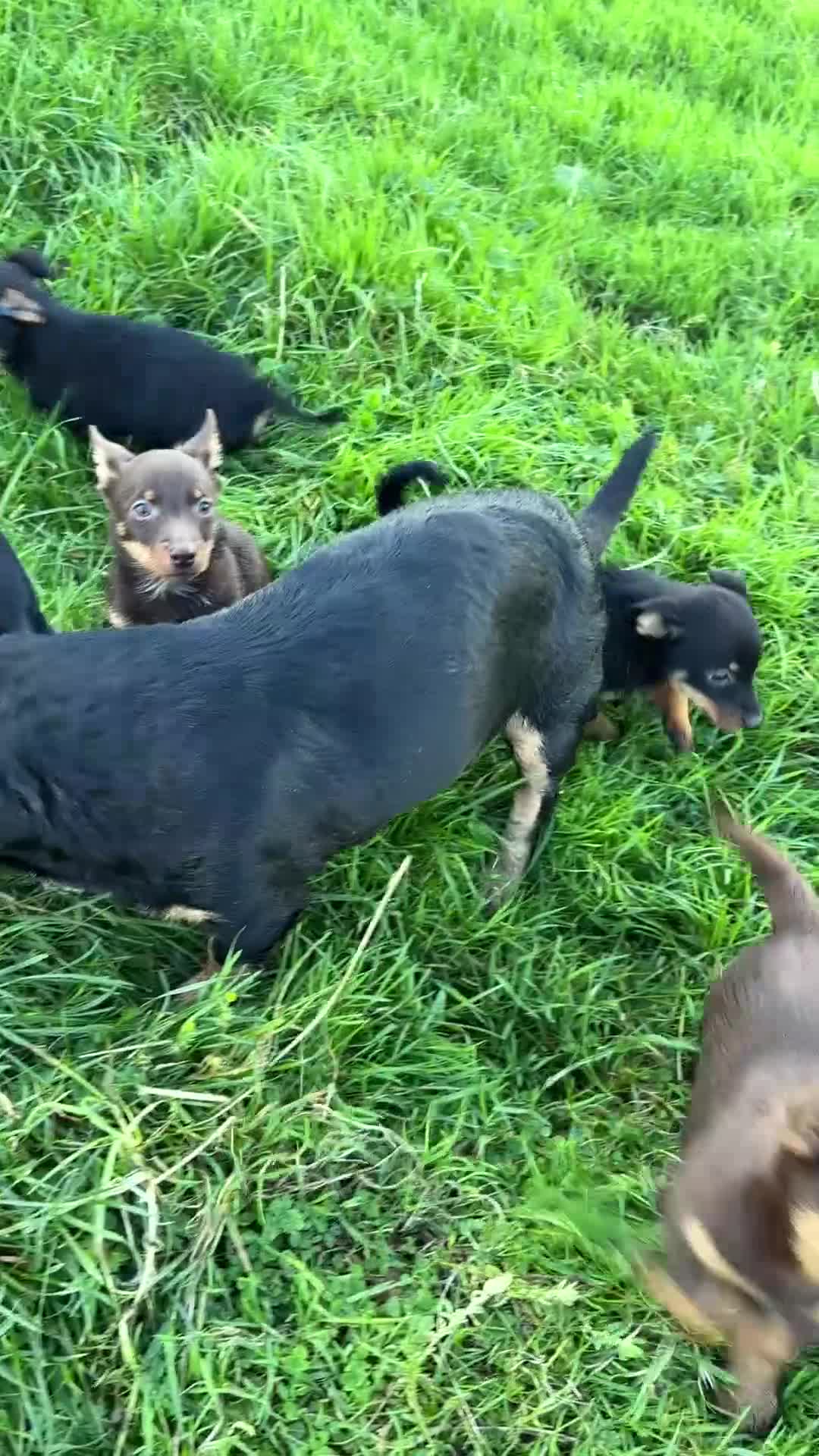 Lancashire Heeler dogs for sale: Beautiful Lancashire Heeler Pups  - Video 1