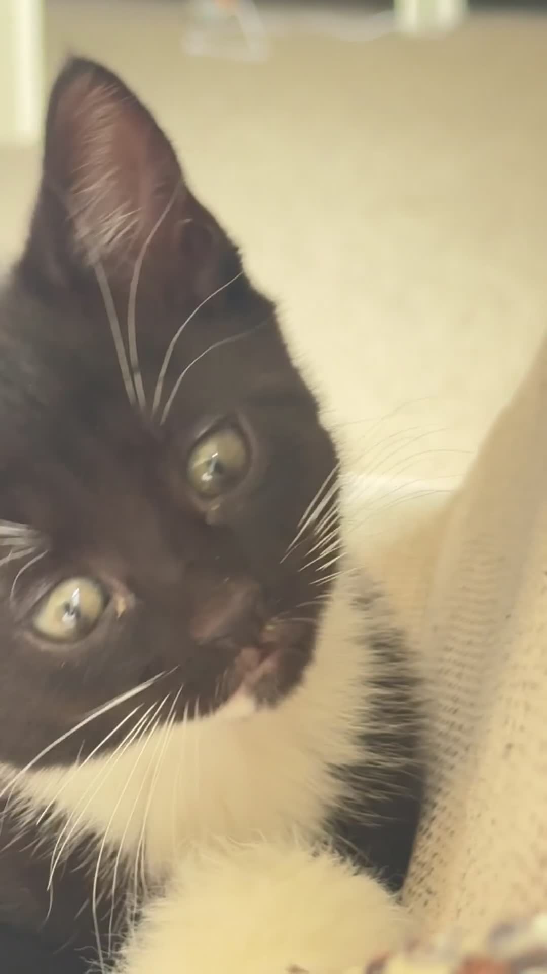 Mixed Breed cats for sale: kitten - Video 1