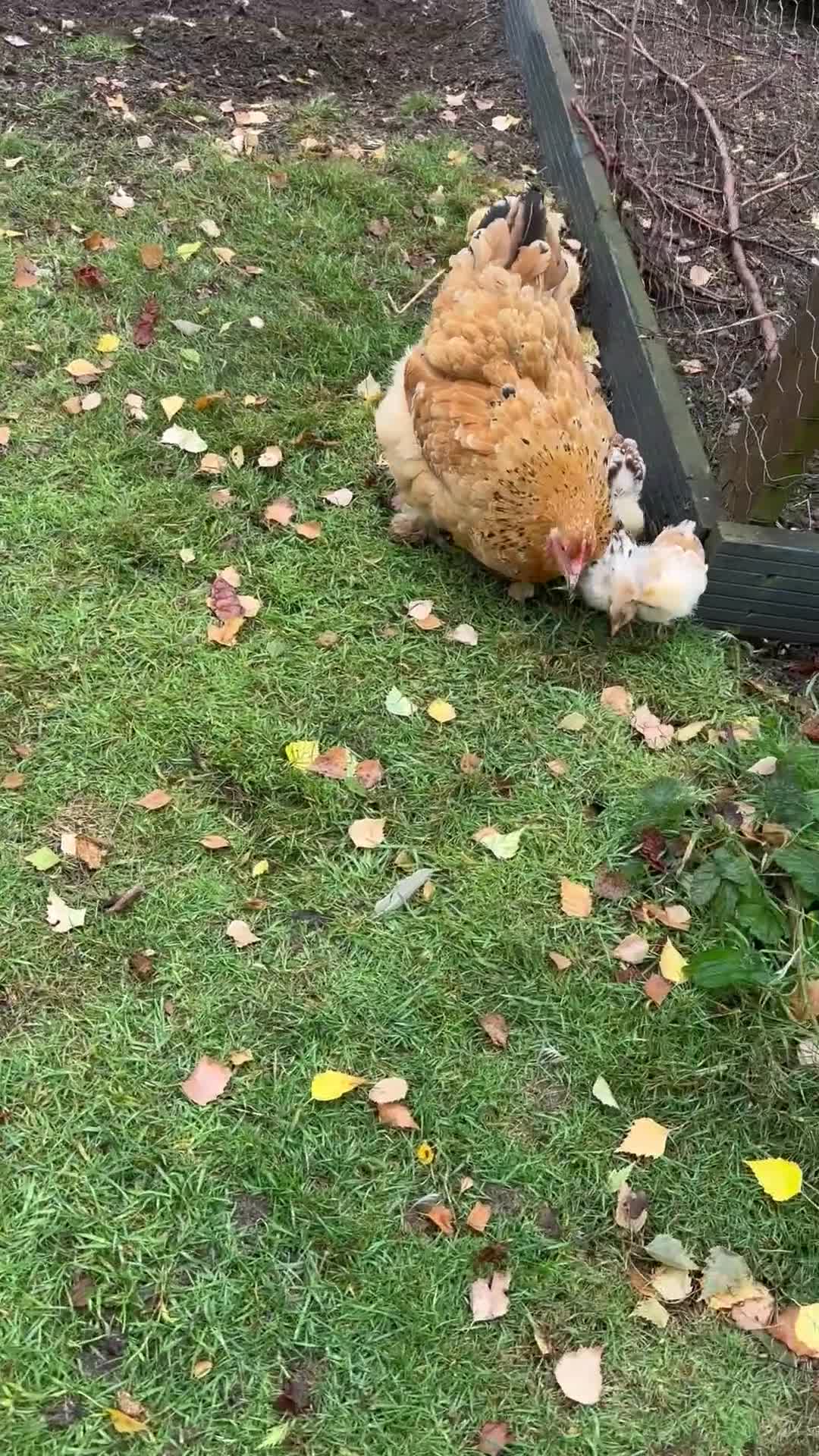 Chickens poultry for sale: Hybrid pekin bantam hen WITH 6 unsexed chicks  - Video 1