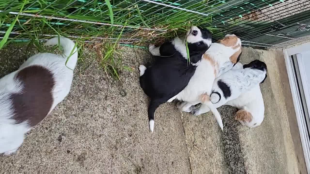 Mixed Breed dogs for sale: Cocker x sprollie  - Video 4