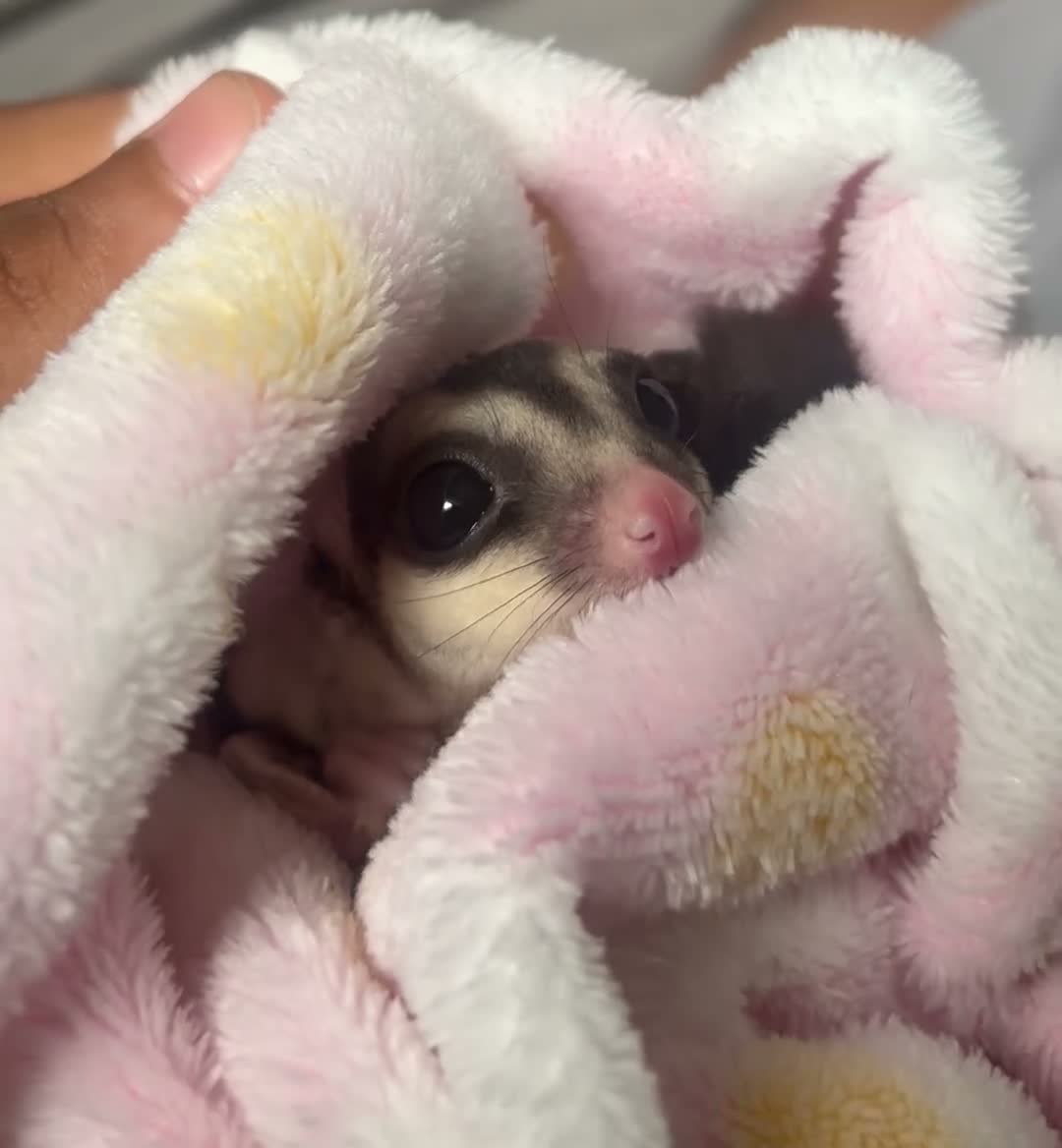 Sugar Glider rodents for sale: Female mosaic sugar glider (1) in Sheffield - Video 1